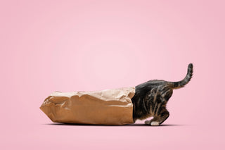 Cat peering into a brown paper bag