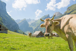 A curious cow stands in the foreground on a lush green pasture with more cows grazing in the background. The scene is set in a picturesque mountain valley with wooden chalets, under a bright blue sky dotted with a few clouds.