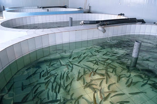 Large circular fish tanks filled with water and numerous fish, set indoors. The facility is part of a fish farming operation. Pipes and equipment are visible around the tanks.